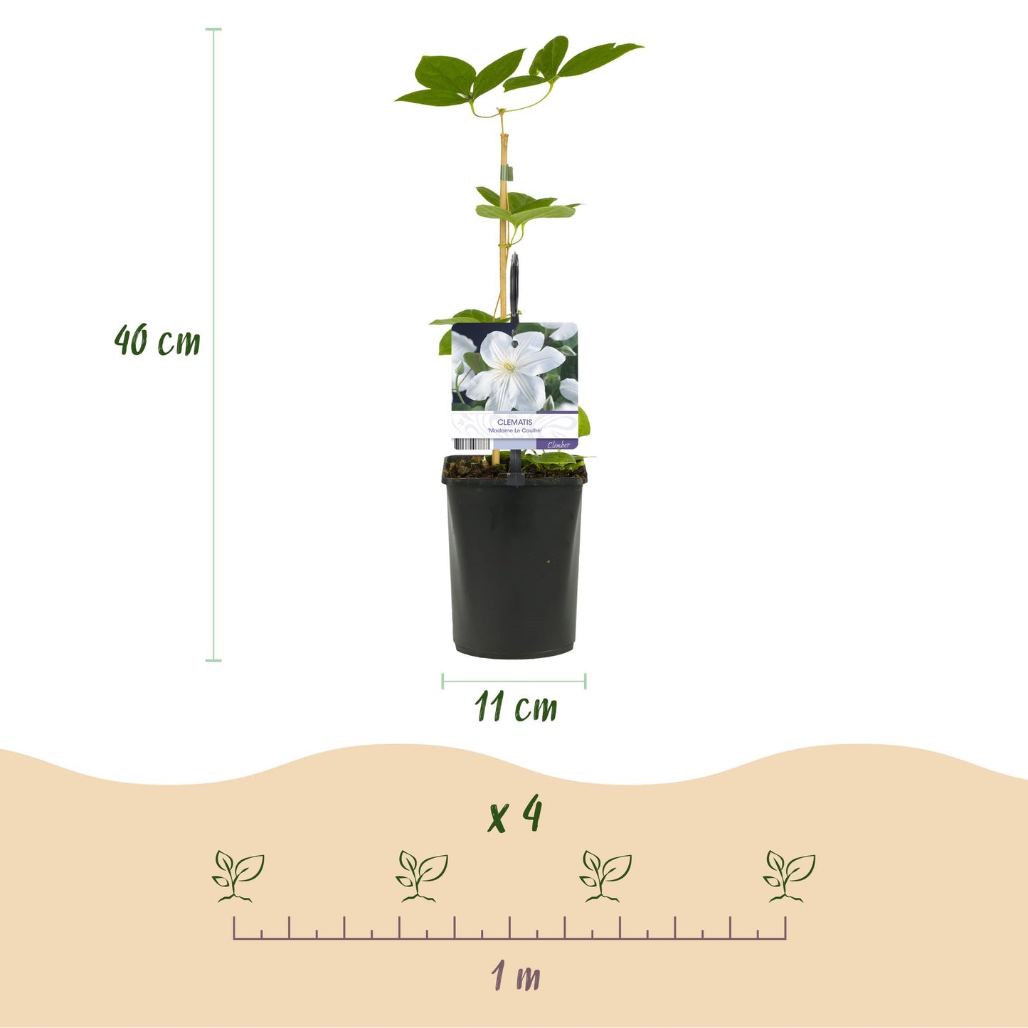 Kletterpflanze - Clematis Madame Le Coultre - blühend weiß - Wenig Pflege - 2 Pflanzen - Topf 11cm Höhe 40cm