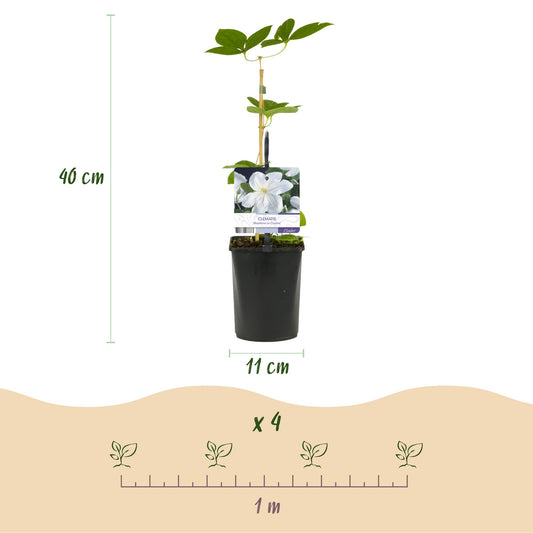 Kletterpflanze - Clematis Madame Le Coultre - blühend weiß - Wenig Pflege - 2 Pflanzen - Topf 11cm Höhe 40cm