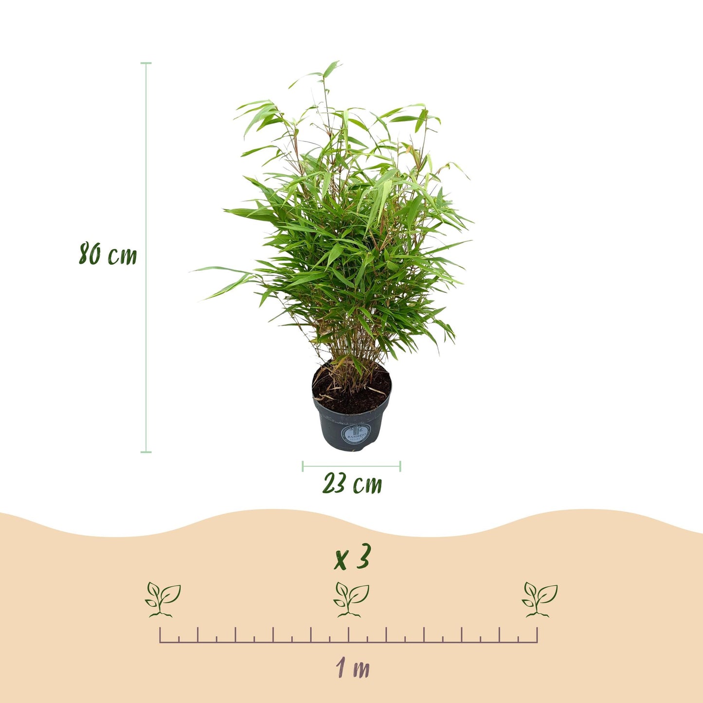 Gräser - Fargesia Rufa - Bambus - Nicht Ausbreitend - Grün - 2 Pflanzen - Topf 23 cm - Höhe 80 cm