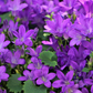 Campanula portenschlagiana - ↕10-25cm - Ø9cm, 12x