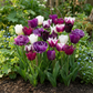 70x Tulipa Blueberry mix - Blueberry mix tulip - Miscellaneous - Spring bloomer
