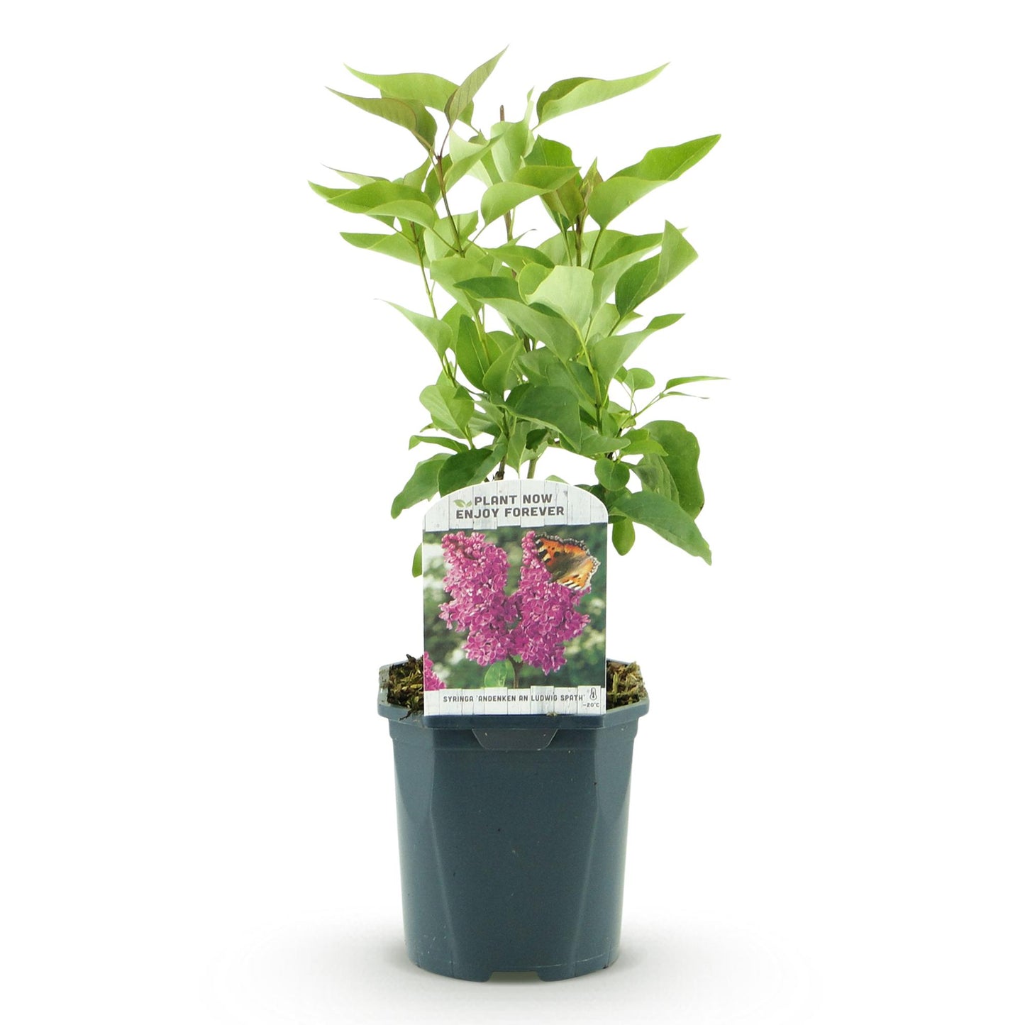 Syringa vulgaris Ludwig Spath - Common Lilac - Flieder - winterhart - violett - 1 Pflanze - Topf 17cm - Höhe 45cm
