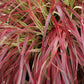 Ziergräser - Uncinia rubra Everflame - Rot - 2 Pflanzen - Immergrün - Wenig Pflege - Topf 17cm Höhe 50cm