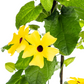 Thunbergia alata Sunny Susy Yellow Ø13 cm - ↕60 cm, 4 Stck.
