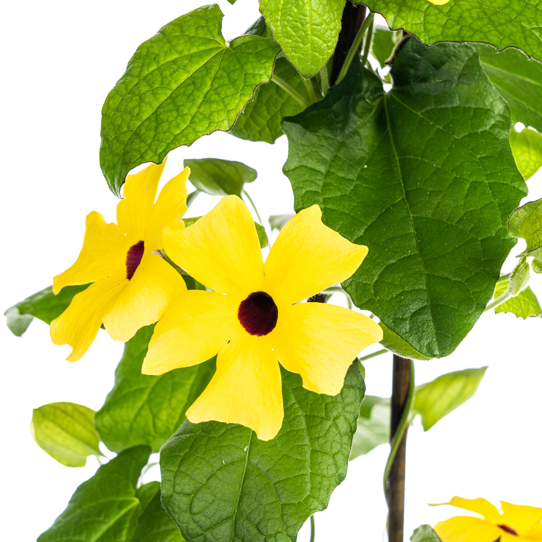 Thunbergia alata Sunny Susy Yellow Ø13 cm - ↕60 cm, 4 Stck.