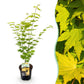 Japanischer Ahorn - Acer palmatum Jordan - Gelb - 1 Pflanze - Laubabwerfend - Topf 19cm Höhe 70cm