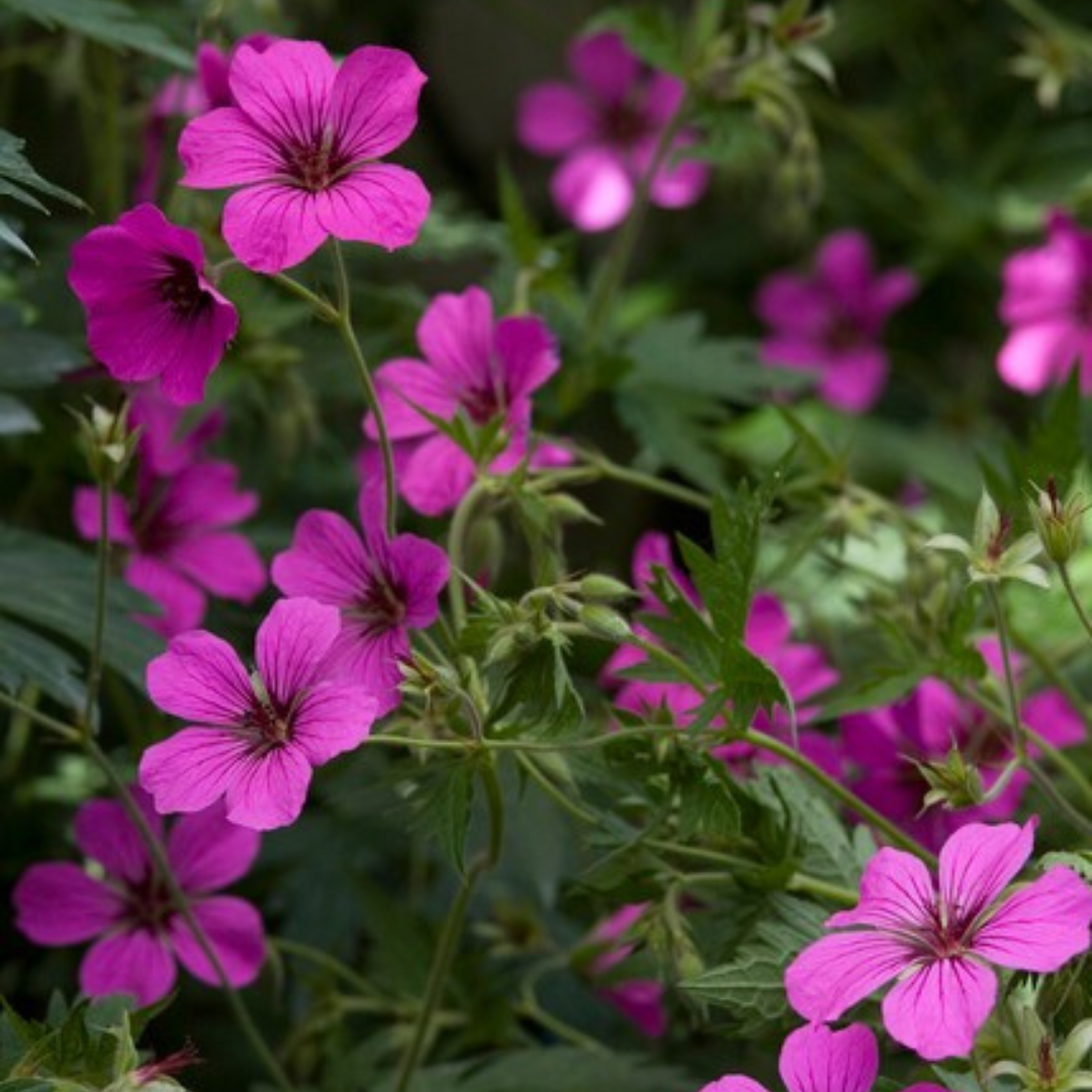 60x Geranium sang. 'Max Frei' - ↕10-25cm - Ø9cm