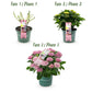Hortensie - Hydrangea Magical Revolution Pink - Pink - 6-10 Blumen - Topf 23cm Höhe 55cm