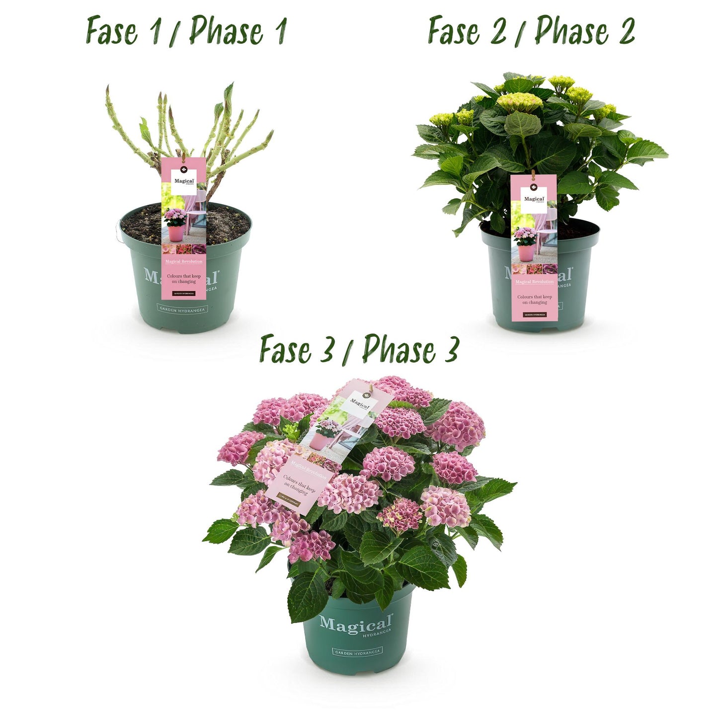 Hortensie - Hydrangea Magical Revolution Pink - Pink - 6-10 Blumen - Topf 23cm Höhe 55cm