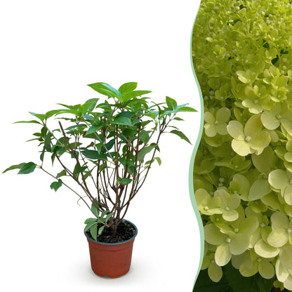 Hydrangea panniculata Limelight - Rispenhortensie - Winterhart - Limettengrün - 1 Pflanze - Topf 12cm - Höhe 20-30cm