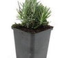 Lavandula ang. 'Dwarf Blue' - ↕10-25cm - Ø9cm - 48x