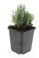 Lavandula ang. 'Dwarf Blue' - ↕10-25cm - Ø9cm - 48x