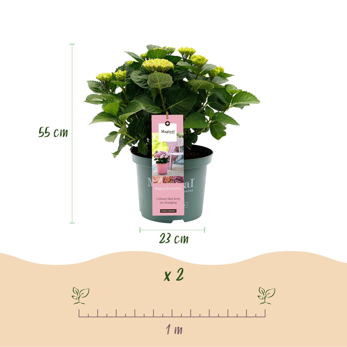 Hortensie - Hydrangea Magical Revolution Pink - Pink - 6-10 Blüten - 2 Pflanzen - Topf 23cm Höhe 55cm