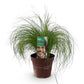 Ziergräser - Stipa tenuifolia Pony Tails - Grün - 1 Pflanze - Immergrün - Winterhart - Topf 17cm Höhe 50cm