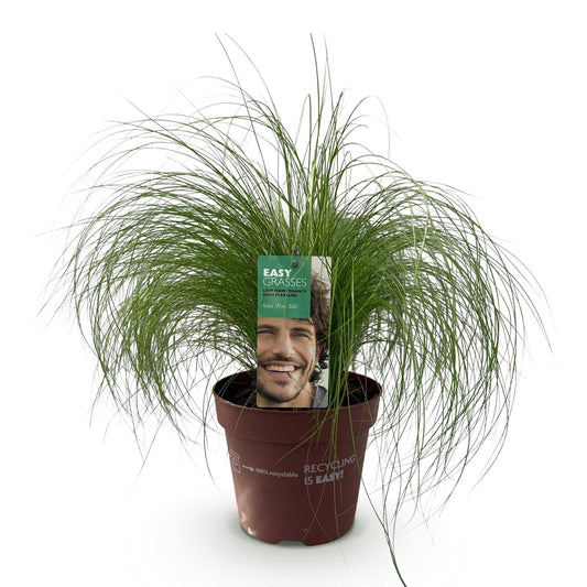 Ziergräser - Stipa tenuifolia Pony Tails - Grün - 1 Pflanze - Immergrün - Winterhart - Topf 17cm Höhe 50cm