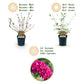 Schmetterlingsstrauch - Buddleja davidii Royal Red - Winter Hardy - Red - 3 Plants - Pot 17cm - Height 45cm