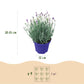 Lavandula angustifolia Hidcote - Lavendel - Winterhart - Lila - 1 Pflanze - Topf 12cm - Höhe 15-25cm