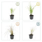 Calamagrostis acut. 'Karl Foerster'  - 48x - ↕10-25cm - Ø9cm