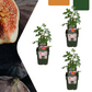 3 x Bio-Feigenbäume – Ø 13 cm – ↨ 20 cm