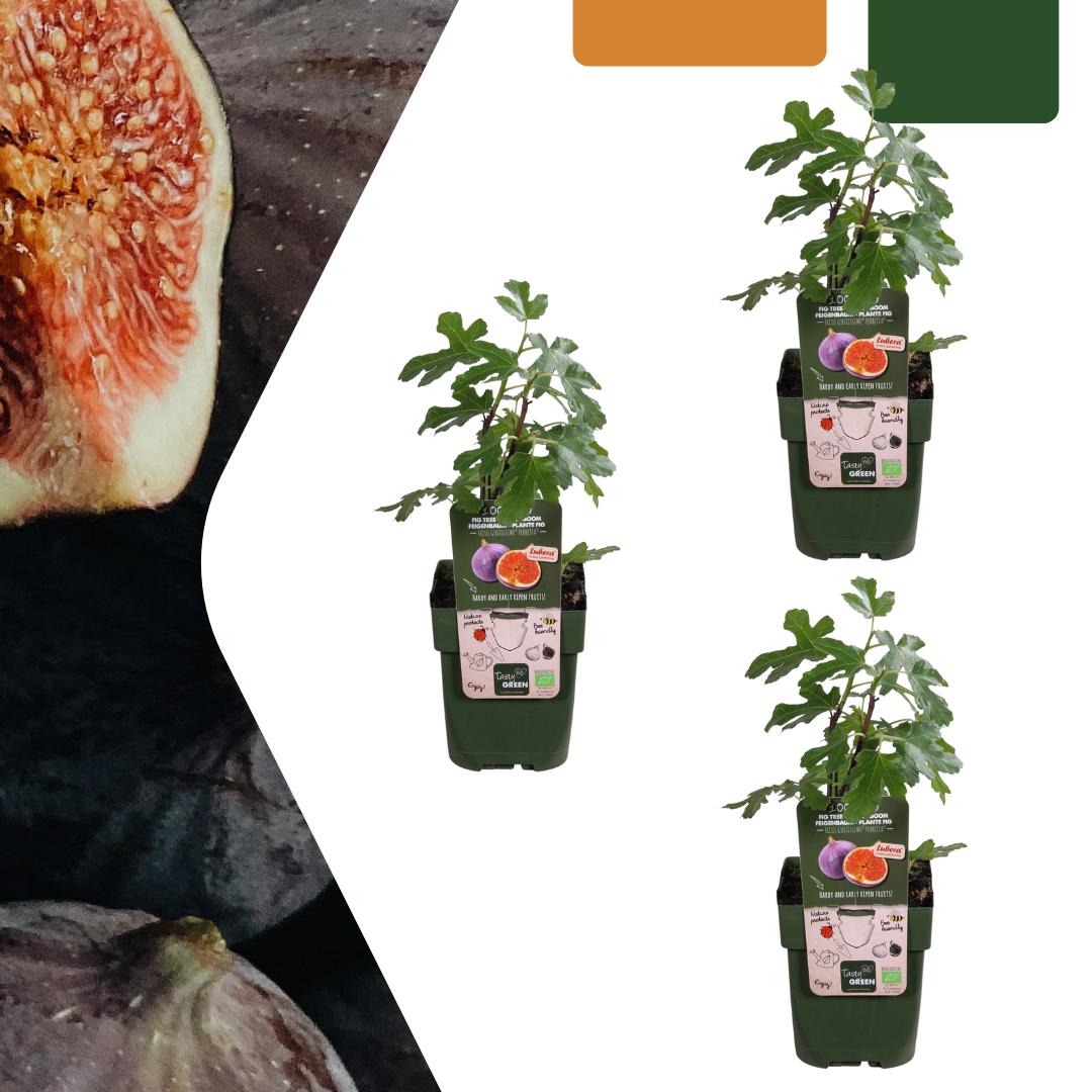 3 x Bio-Feigenbäume – Ø 13 cm – ↨ 20 cm