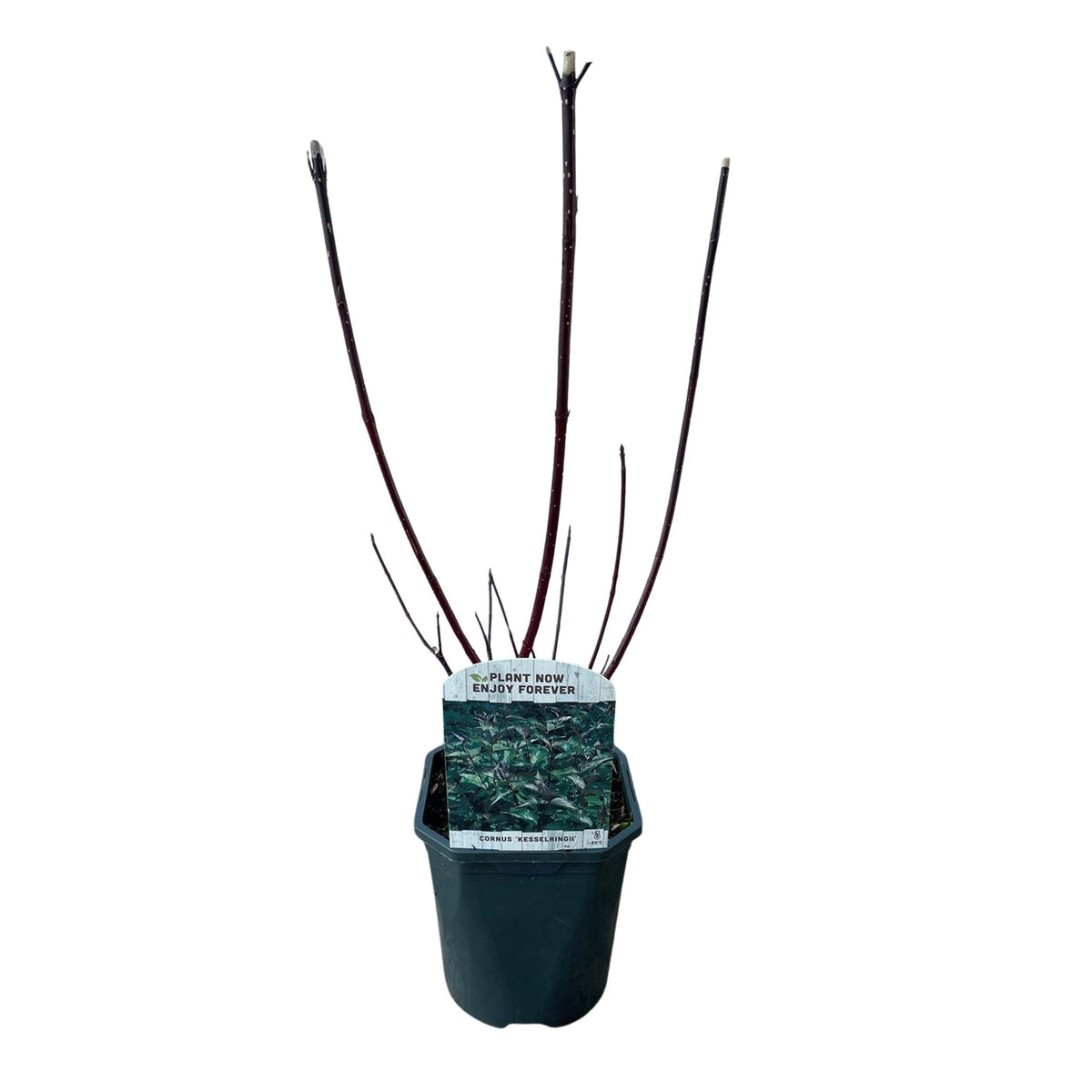 Cornus alba Kesselringii - Violette Zweige - 1 Pflanze - Topf 17cm Höhe 45cm