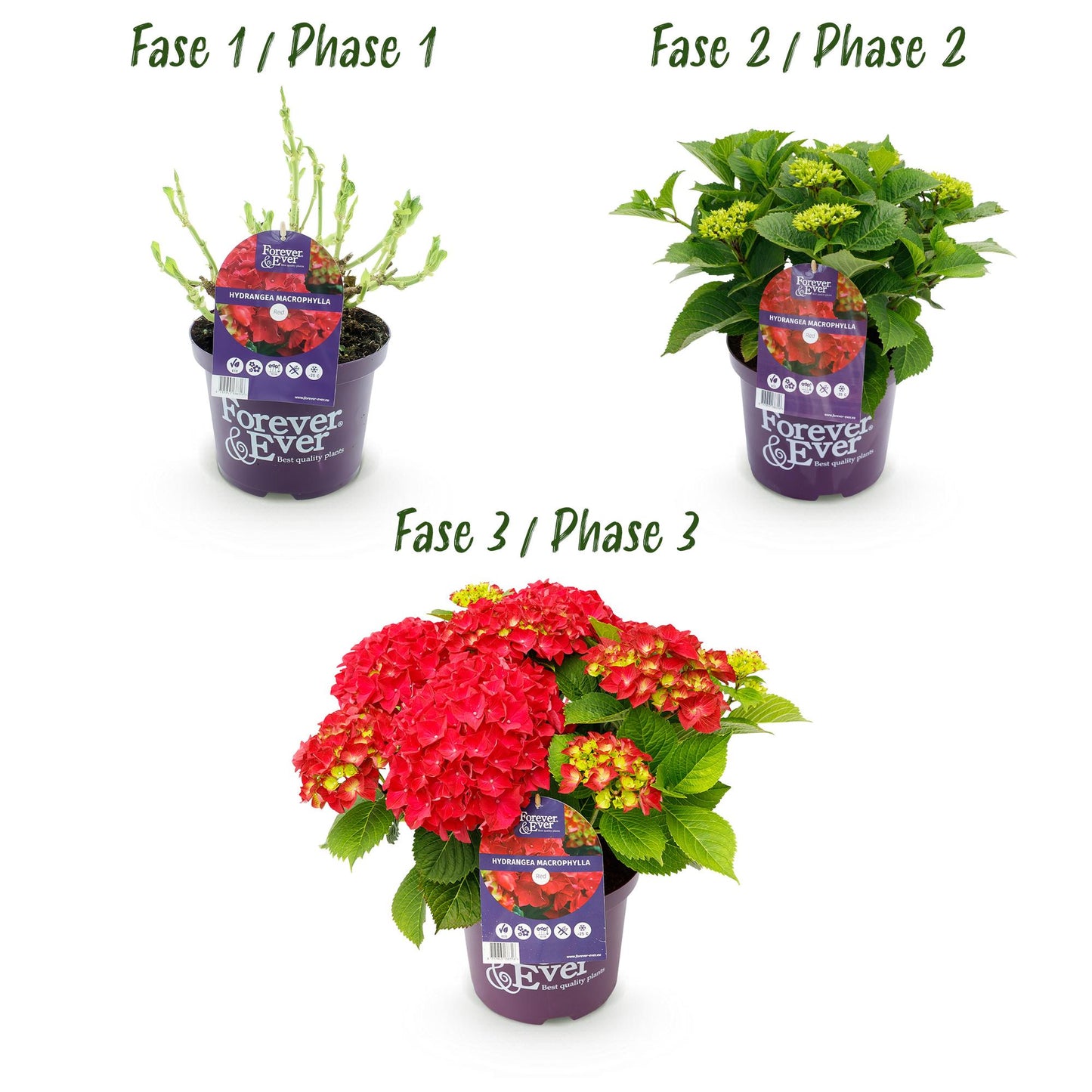 Hortensie - Hydrangea Forever & Ever - Rot - 7-12 Blumen - Topf 23cm Höhe 55cm
