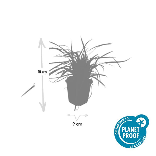 24x Carex morrowii 'Aureovariegata'  - ↕10-25cm - Ø9cm