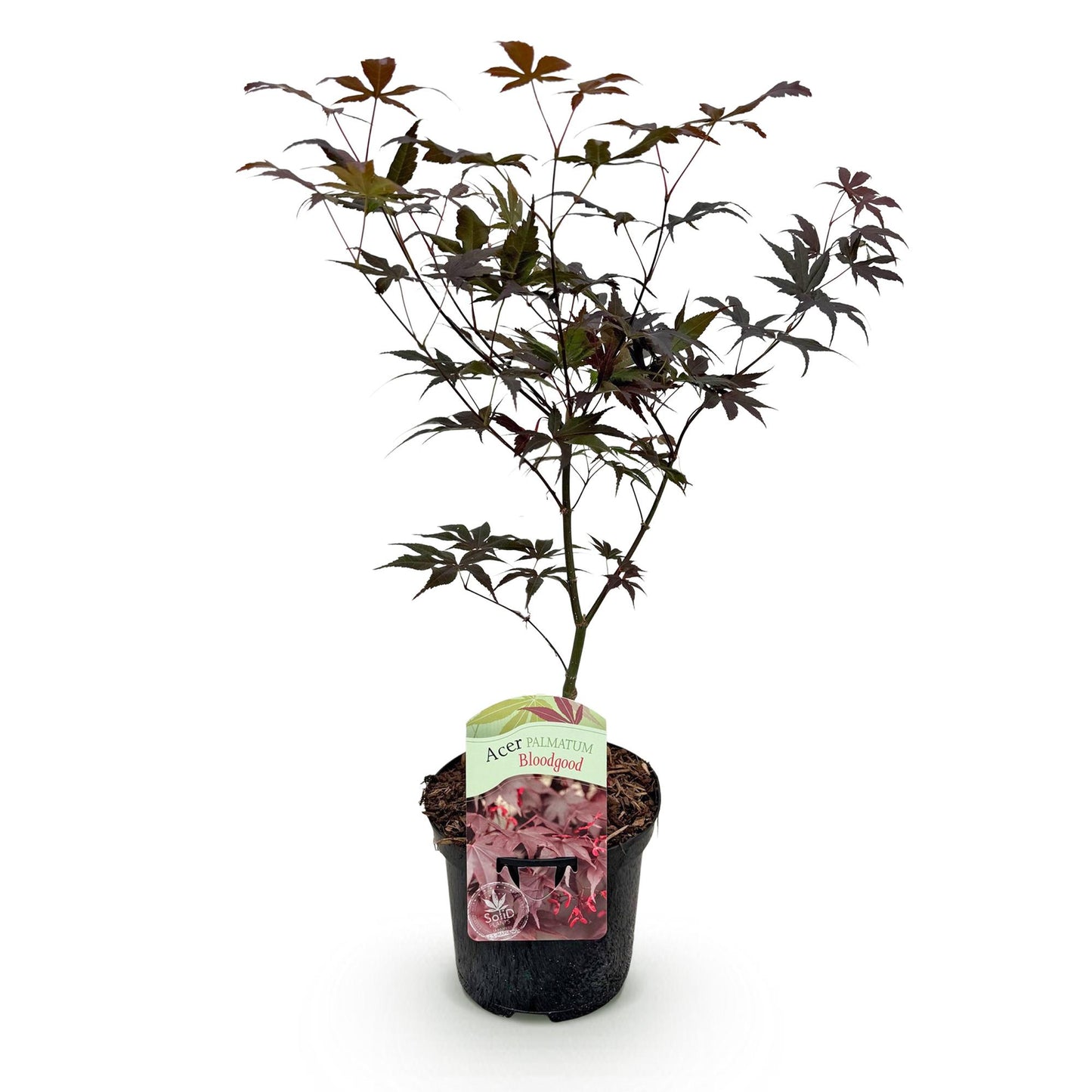 Japanischer Ahorn - Acer palmatum Bloodgood - Rot- 1 Pflanze - Laubabwerfend - Topf 19cm Höhe 70cm
