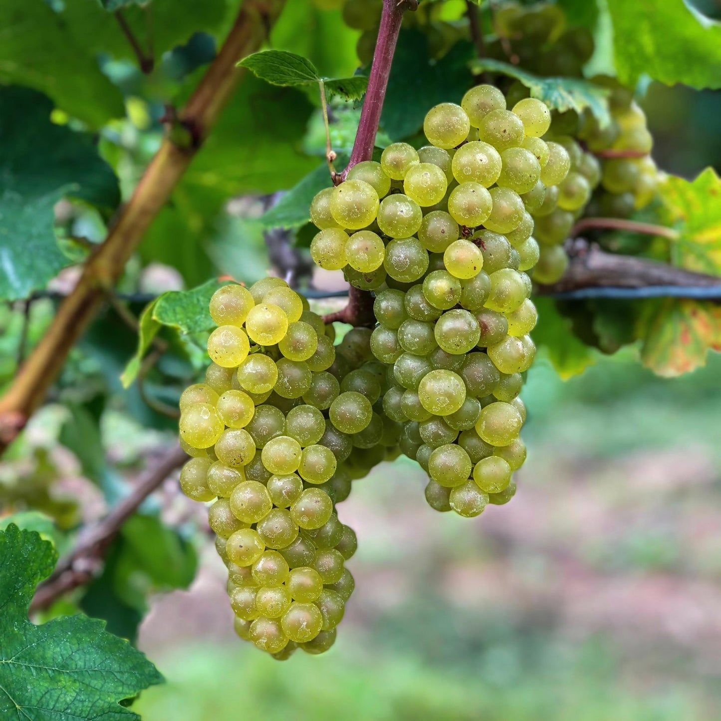 Obstpflanze - Vitis vinifera Bianca - Weinrebe - Veredelt - Weiße Traube - 2 Pflanzen - Topf 15cm - Höhe 50cm