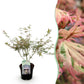 Japanischer Ahorn - Acer palmatum Iyoshi - Rosa - 1 Pflanze - Laubabwerfend - Topf 19cm Höhe 70cm