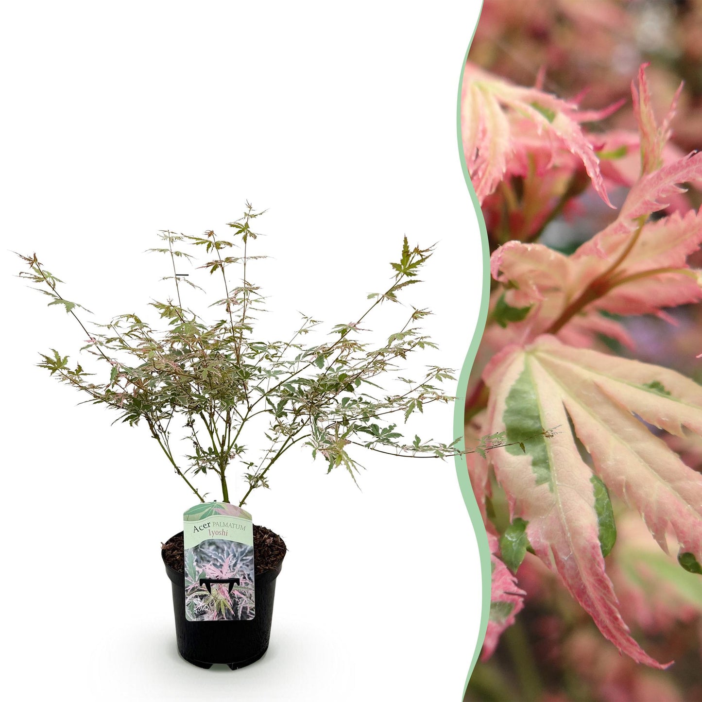 Japanischer Ahorn - Acer palmatum Iyoshi - Rosa - 1 Pflanze - Laubabwerfend - Topf 19cm Höhe 70cm
