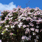 Kletterpflanze - Clematis montana Rubens - Blüte Rosa - Frühblühend - Wenig Pflege - 2 Pflanzen - Topf 11cm Höhe 40cm
