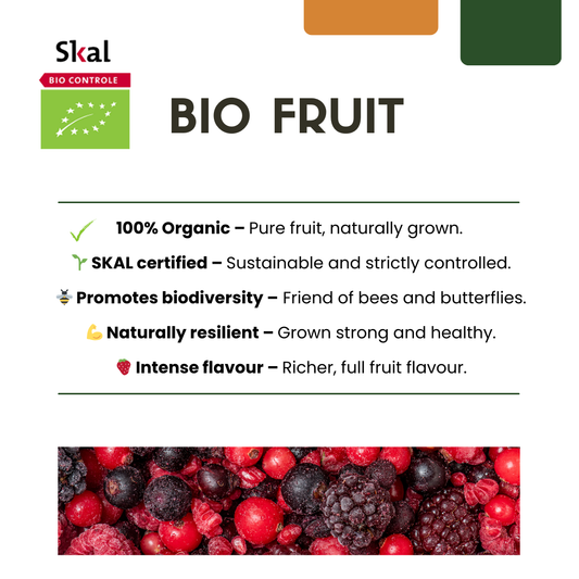 3 x Bio-Feigenbäume – Ø 13 cm – ↨ 20 cm