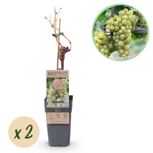 Obstpflanze - Vitis vinifera Bianca - Weinrebe - Veredelt - Weiße Traube - 2 Pflanzen - Topf 15cm - Höhe 50cm