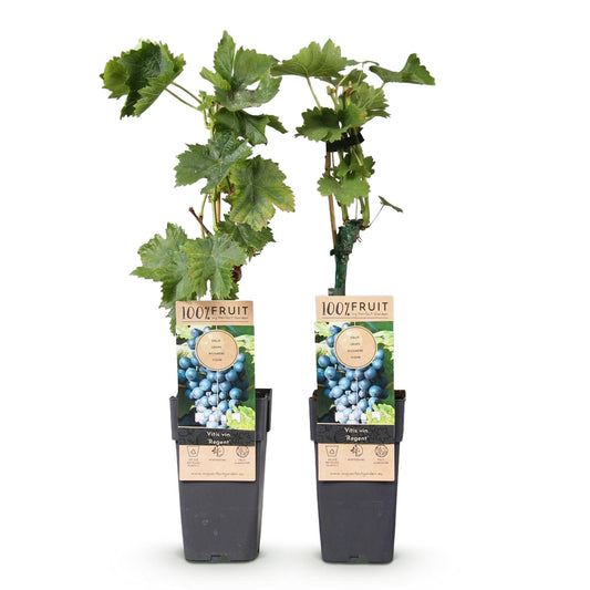 Obstpflanze - Vitis vinifera Regent - Weinrebe - Veredelt - Blaue Traube - 2 Pflanzen - Topf 15cm - Höhe 50cm