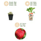 Obstpflanzen - Erdbeere - Fragaria Maxim - Winterhart - 6 Pflanzen - Topf 9 cm - Rote Erdbeere
