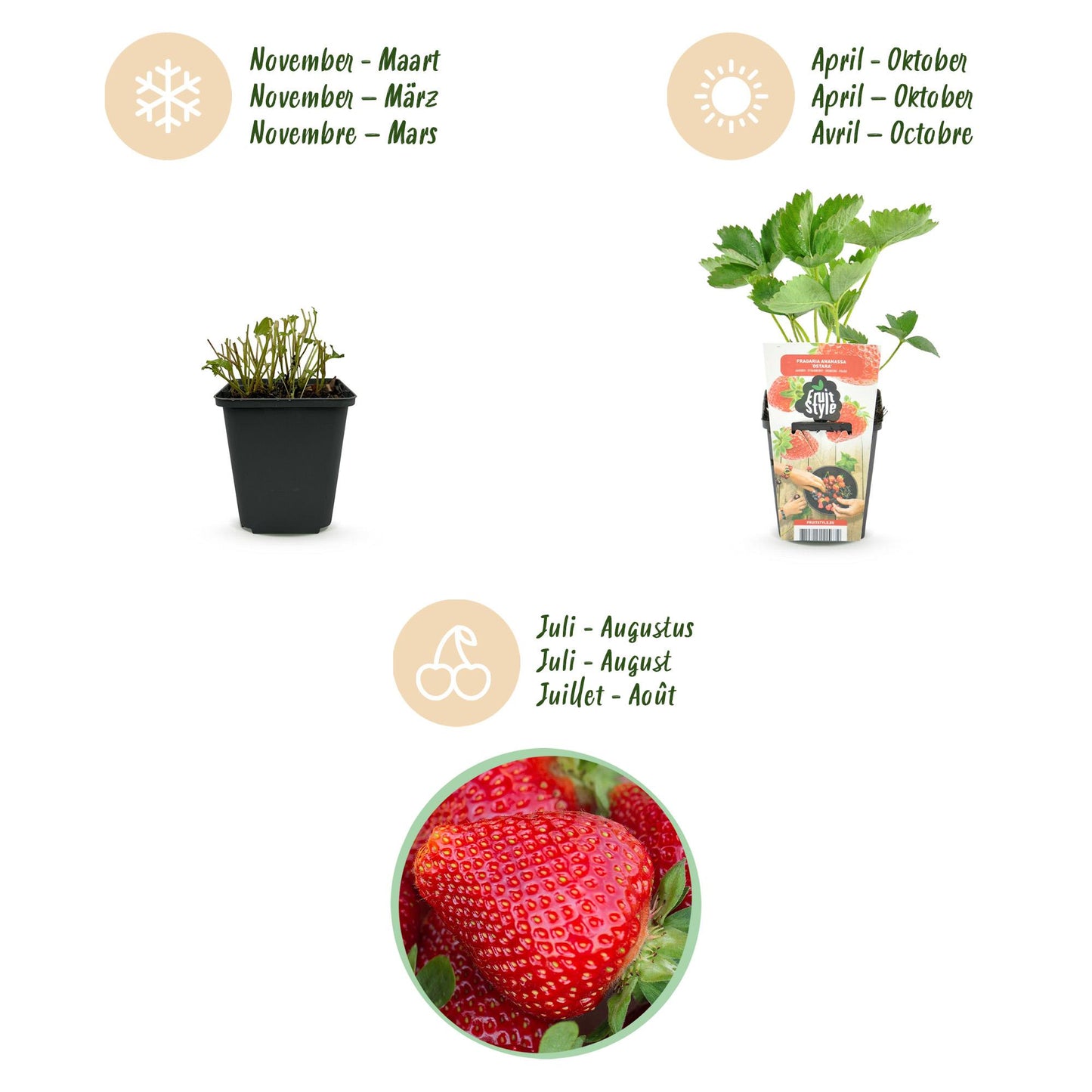 Obstpflanzen - Erdbeere - Fragaria Maxim - Winterhart - 6 Pflanzen - Topf 9 cm - Rote Erdbeere