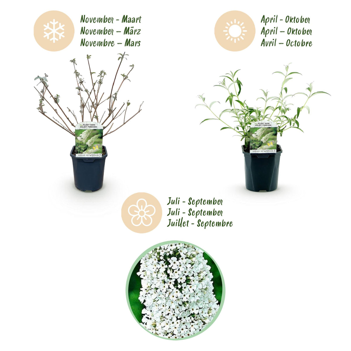 Schmetterlingsstrauch - Buddleja davidii White Profusion - Winterhart - Weiß - 1 Pflanze - Topf 17cm - Höhe 45cm