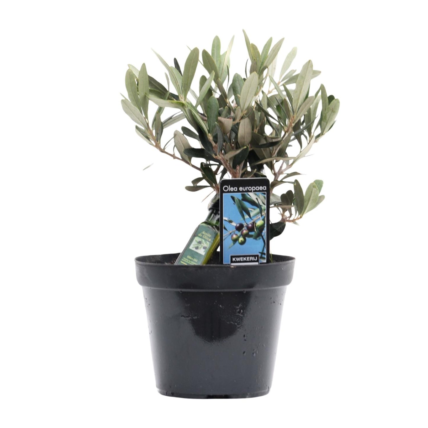 Olea Olijf - Ø13cm - ↕25cm