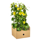 Thunbergia alata Sunny Susy Yellow Ø13 cm - ↕60 cm, 4 Stck.