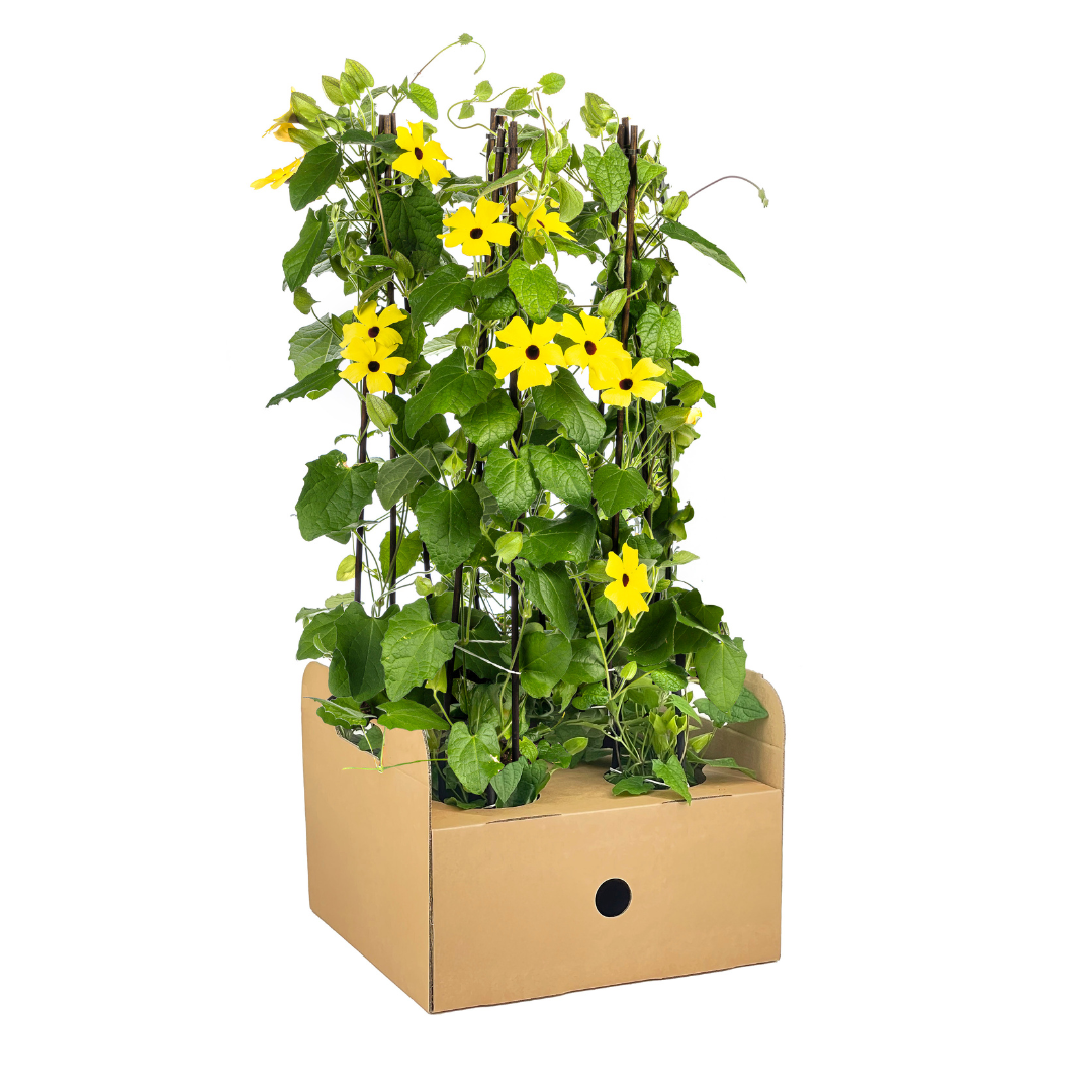 Thunbergia alata Sunny Susy Yellow Ø13 cm - ↕60 cm, 4 Stck.