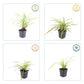 24x Carex morrowii 'Aureovariegata'  - ↕10-25cm - Ø9cm