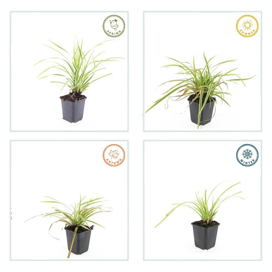 24x Carex morrowii 'Aureovariegata'  - ↕10-25cm - Ø9cm