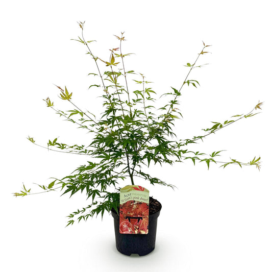 Japanischer Ahorn - Acer palmatum Pink Dwarf - Rosa - 1 Pflanze - Laubabwerfend - Topf 19cm Höhe 70cm