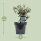 Olea Olijf - Ø13cm - ↕25cm