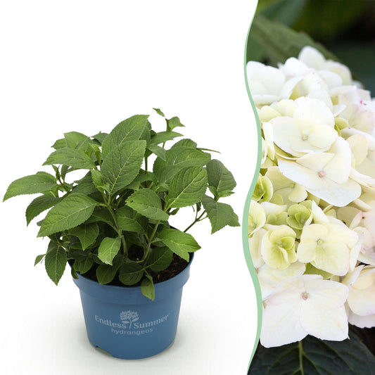 Hydrangea Endless Summer The Bride - Hortensie - Winterhart - Weiß - 1 Pflanze - Topf 14cm - Höhe 20-25cm