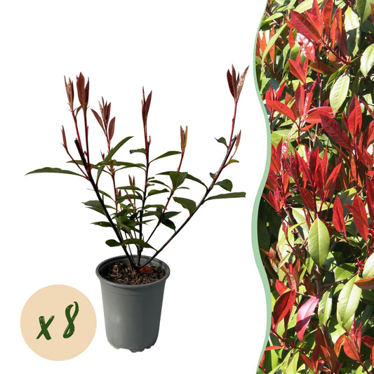 Heckenpflanzen - Photinia fraseri Carre Rouge - rot grün Blatt - 8 Pflanzen - 1 laufender Meter - immergrün - Topf 9cm Höhe 30-35cm