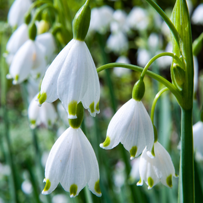 40x Leucojum Aestivum - Summer snowflake - White - Spring bloomer