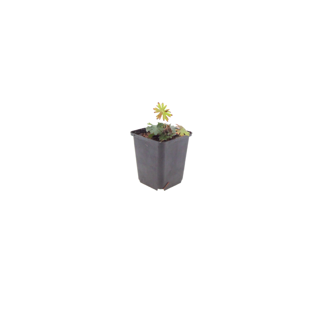 48x Geranium sanguineum - ↕10-25cm - Ø9cm
