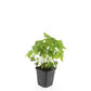 48x Geranium nodosum - ↕10-25cm - Ø9cm
